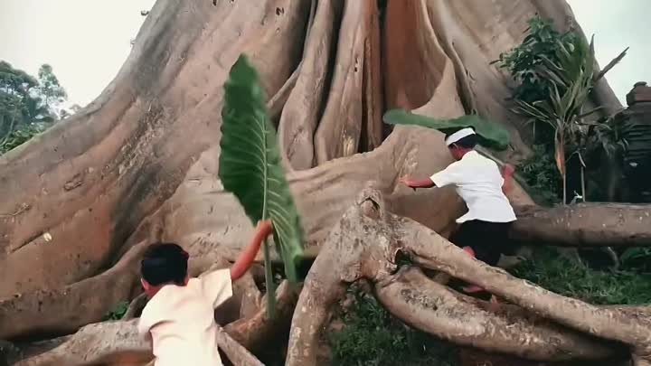 Балийские дети играют у 700-летнего дерева.