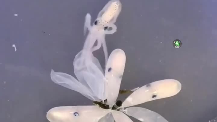 Как рождаются осьминоги