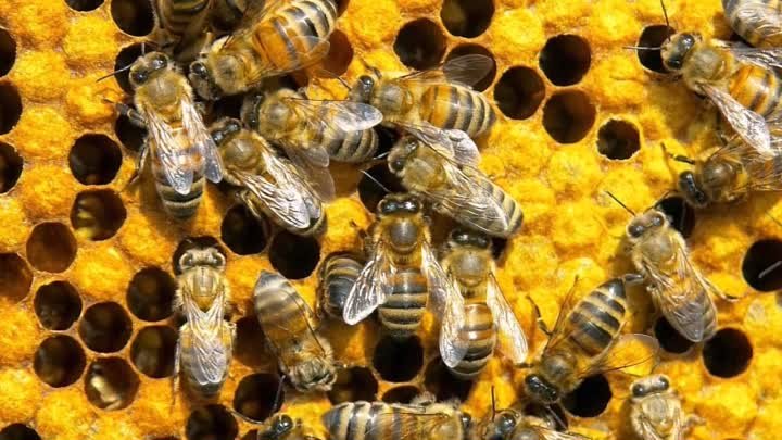 Перга пчелиная - настоящий витаминный «бум» (2)