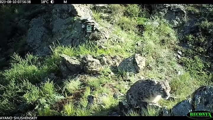 😺 Фотоловушка в Саяно-Шушенском заповеднике засняла семью снежных б ...