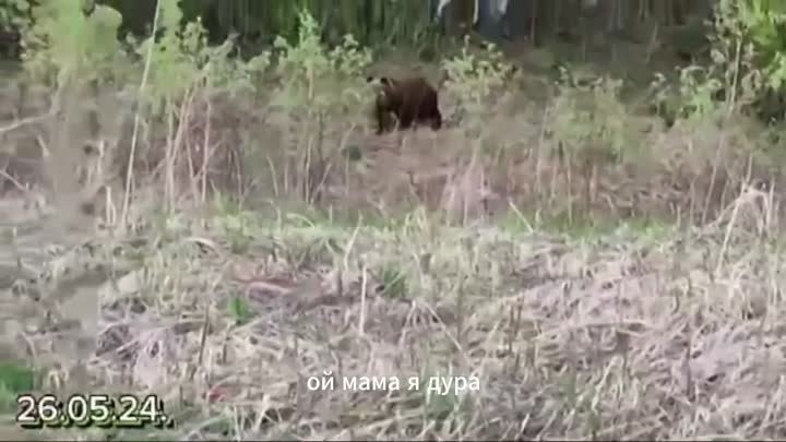 «Мама, я дура!»: женщина слишком близко подошла к медведю