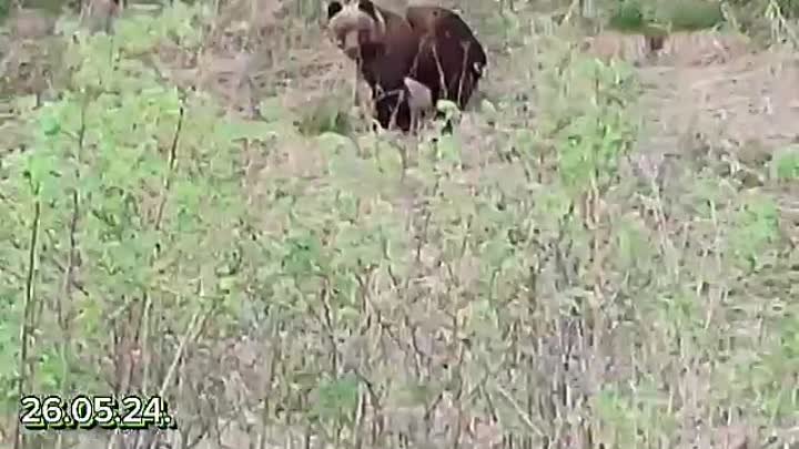 Жительница края решила снять медведя поближе и чуть не стала его добычей