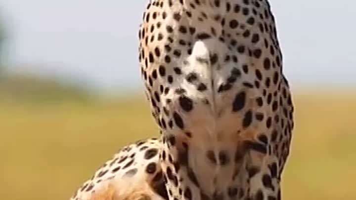 Гепарды