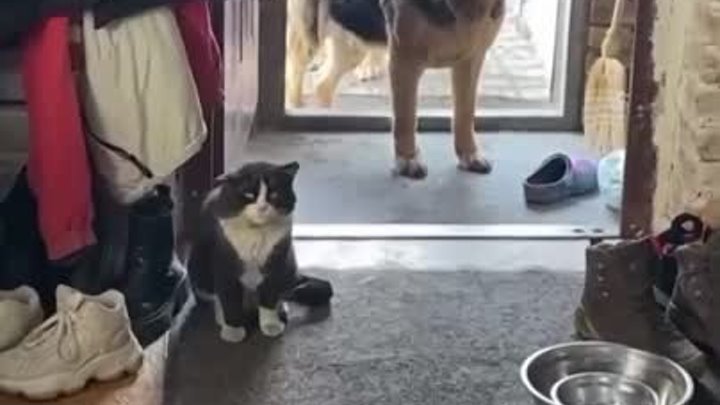 Мам, давай этого кота заберем?
