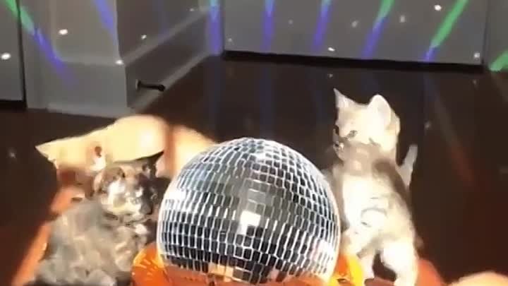 Kitten Disco
