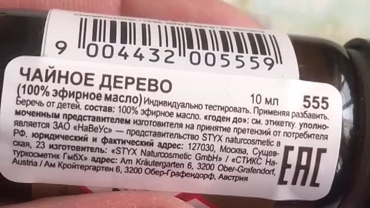 чайное дерево 