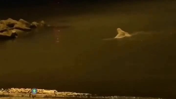 Совы умеют плавать