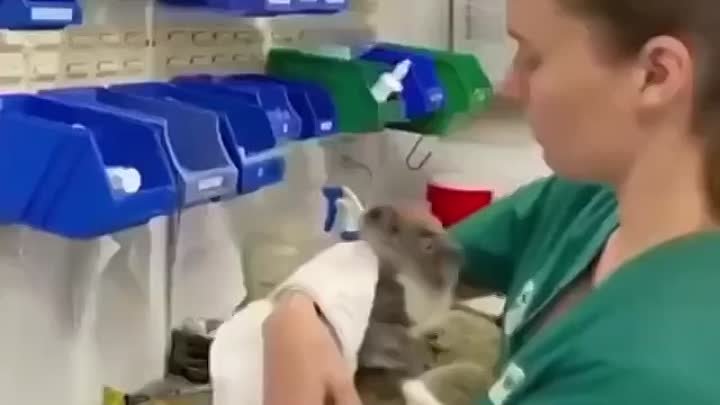 😌 Теперь вы знаете, как взвешивают детенышей коал.