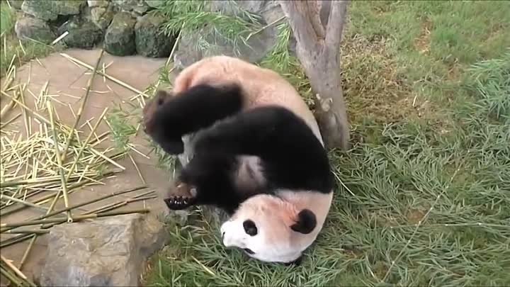Панда находится под угрозой исчезновения.