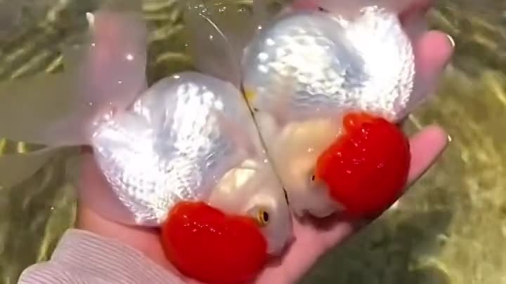 необычные рыбки