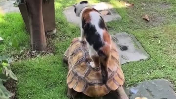 Покатай меня большая черепаха