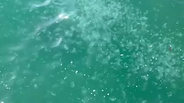 Медузы в Анапе в мае (1)