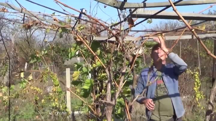 Особенности выращивания, обрезки и укрытия винограда на перголе, арке