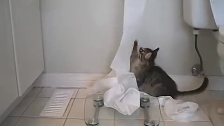 Funny kitten destroys toilet paper! -D