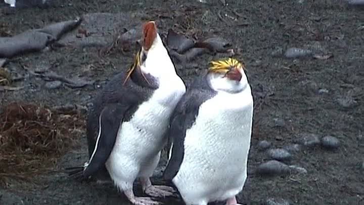 Пингвин Шлегеля - эндемики острова Маккуори