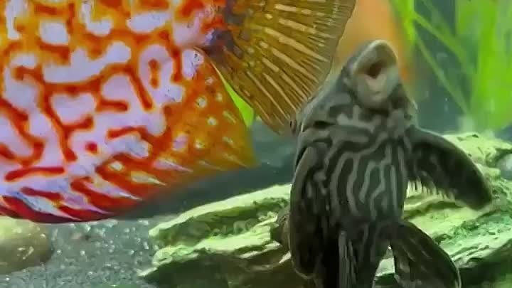 Красивые рыбки