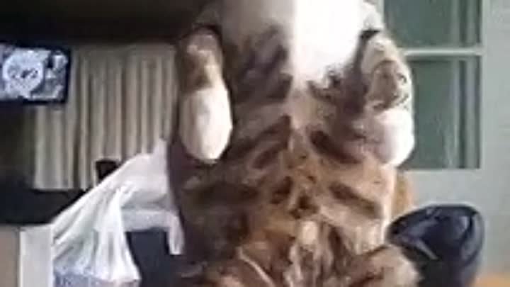Кот реагирует на руки.