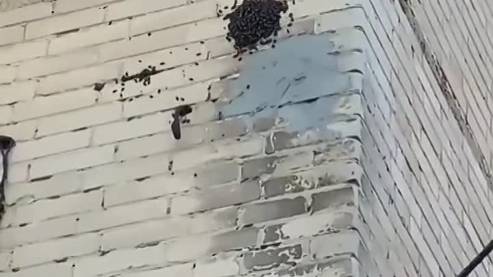 Пчелы на доме