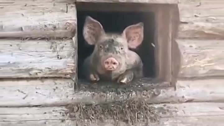 🐷