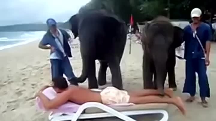 Слоны делают массаж