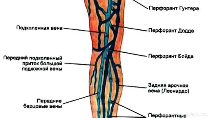 Несостоятельность вен голени