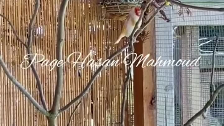 goldfinch.major.1___CCl1U7kpmbS___.mp4