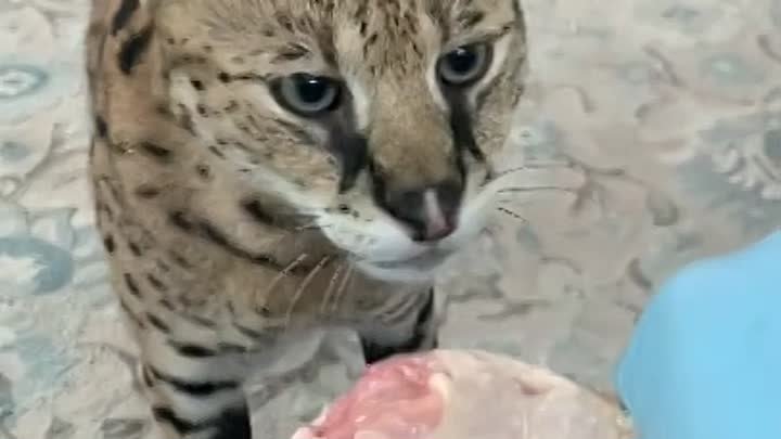 Подкормил котика