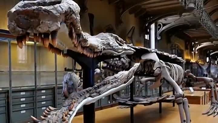 10 животных, которые были страшнее динозавров