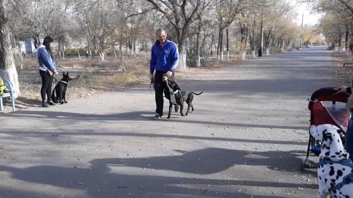 дрессировка, собака в городе.