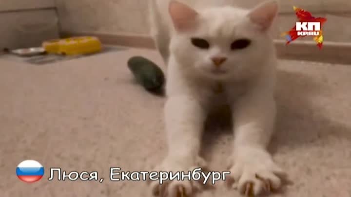 Русские коты НЕ боятся огурцов))