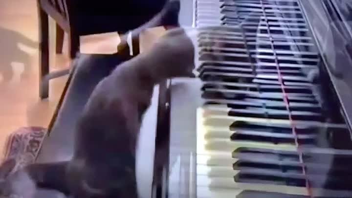 Когда понимаешь, что кот играет лучше тебя!