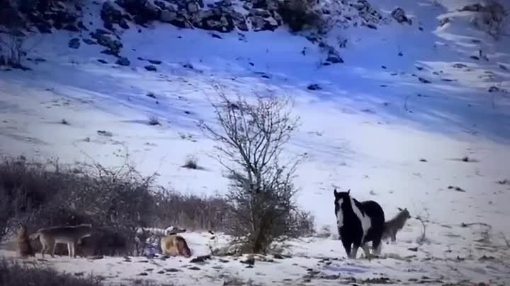 Лошадь тусуется рядом с волками и не боится их...