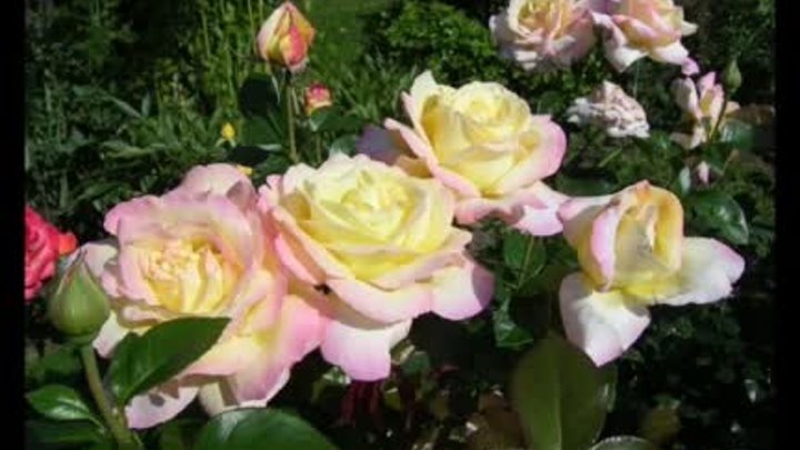 Саженцы роз от Кучеренко