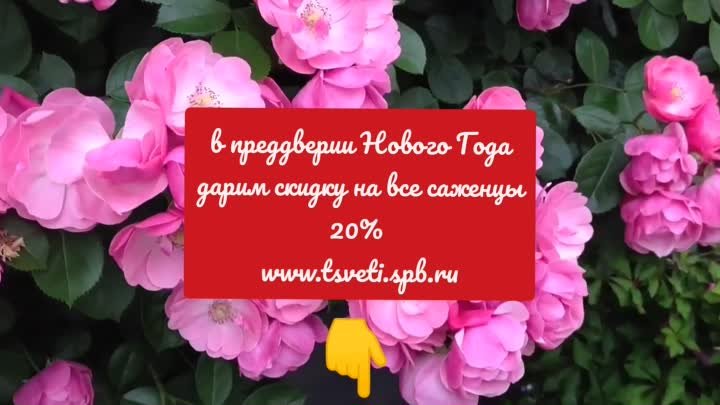 Саженцы роз Онлайн-маркет