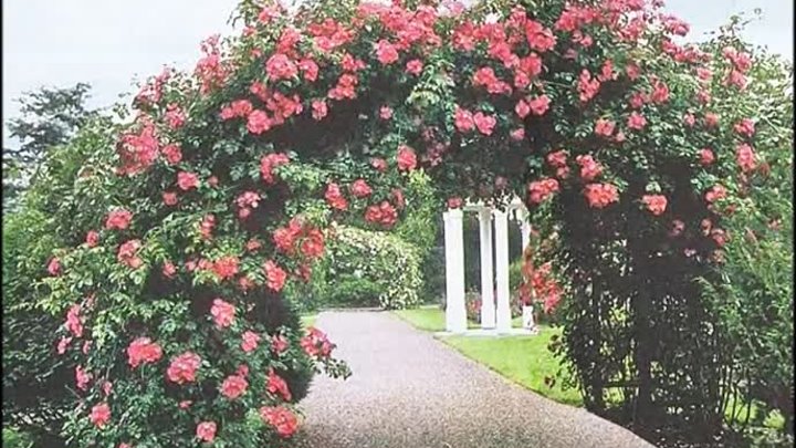 Плетистые розы - украшение сада