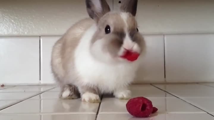 Кролик кушающий малину ВЗОРВАЛ интернет!!!