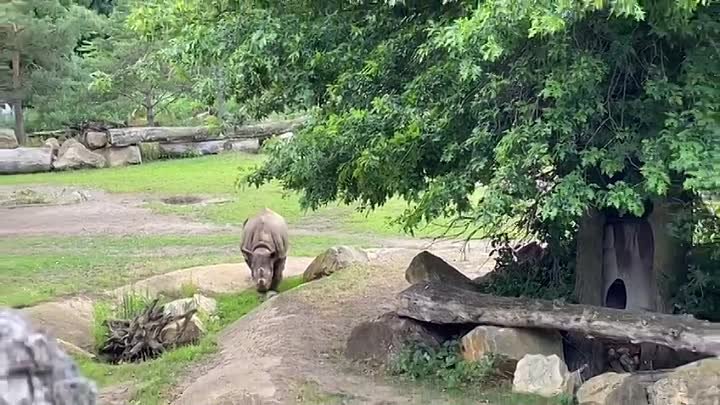 Лейпцигский зоопарк — зоологический сад.🦍🐆🐅