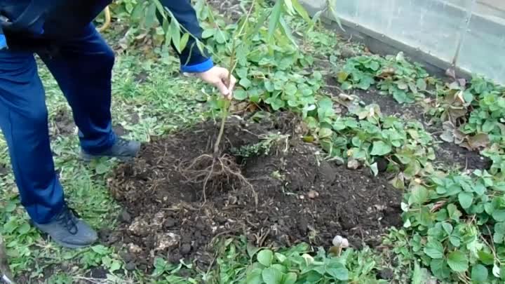 Посадка саженцев плодовых деревьев