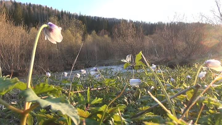 Весеннее утро в южно-уральской тайге