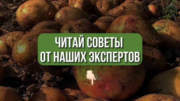 7 способов подготовки картофеля к посадке.
