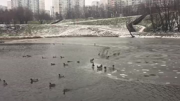 Зимы ждала, ждала природа. 31 декабря 2019г. Москва