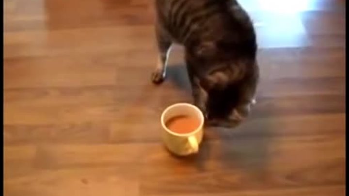 Котики явно что-то знают о кофе