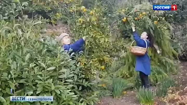 В Крыму под открытым небом созрели грейпфруты