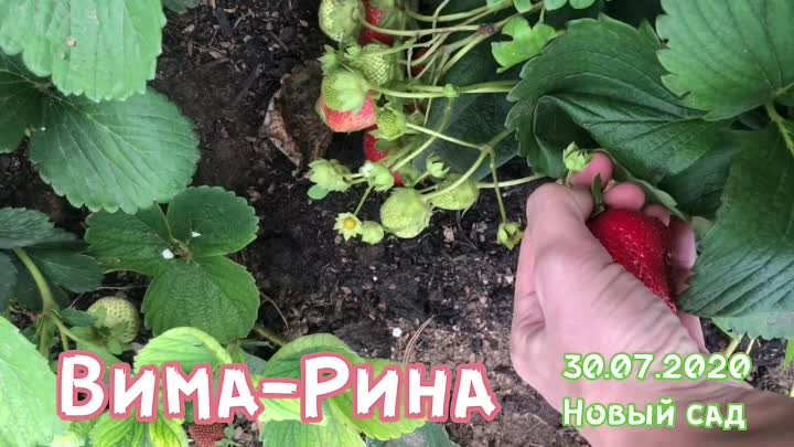 Клубника ремонтантная Вима Рина, есть саженцы на осень 2020.