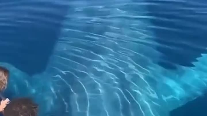 Чудо-юдо рыба кит