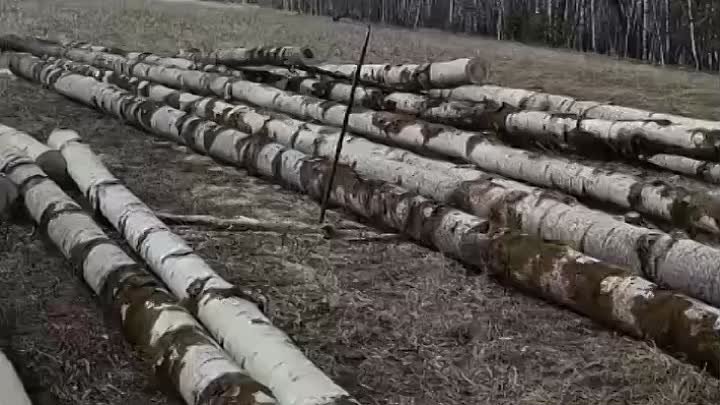 В Красноярском крае во время обхода своих участков студенты-охотовед ...