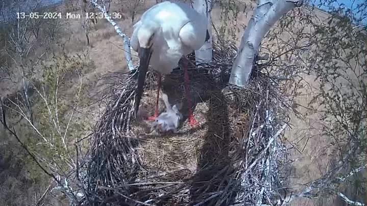 Аисты в Березовском заказнике