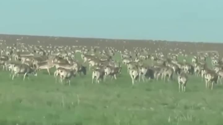 В Волгоградской области заметили нашествие краснокнижных сайгаков