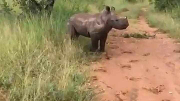 Как бегает маленький носорог