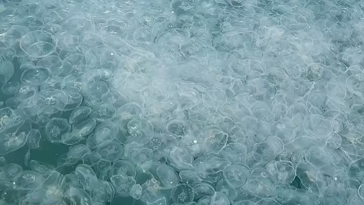 Медузы заполонили берег Анапы